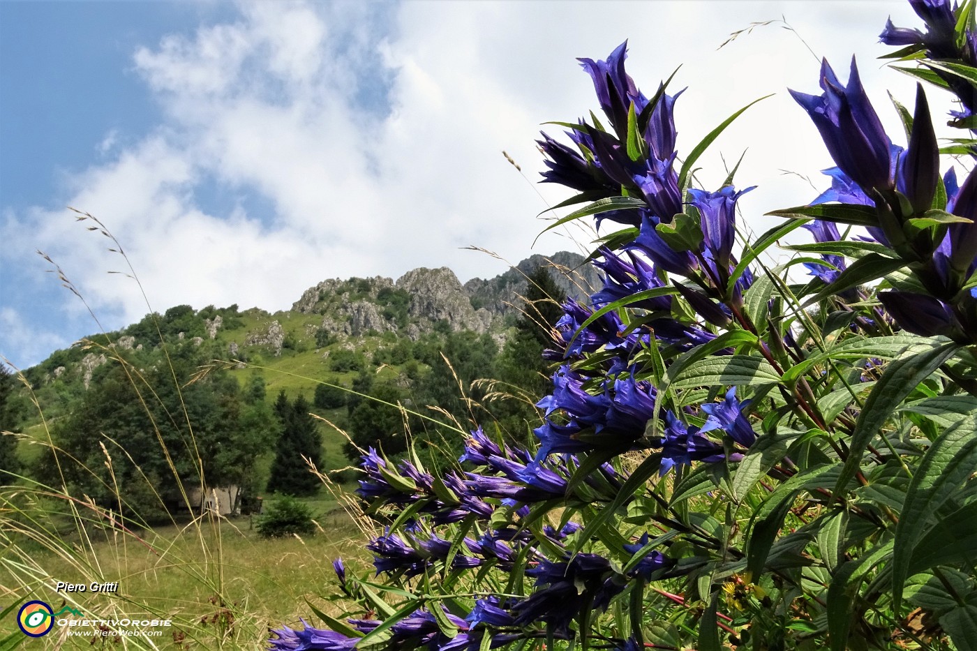 67 Genziana minore (Gentiana asclepiadea).JPG